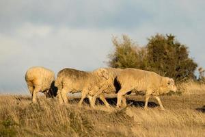 sheep flock on patagonia grass background photo