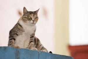 gato saltando en la boca pintado casa en buenos aires foto