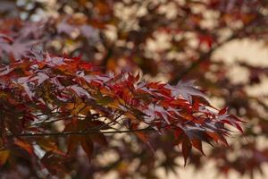 canadian maple leaf photo