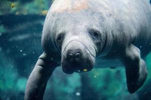 manatee close up portrait looking at you photo