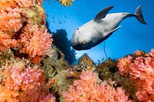 delfín bajo el agua en el fondo del océano azul foto