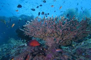 colorido arrecife submarino de raja ampat papua, indonesia foto