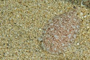 un plano pescado ojos detalle mientras ocultación en el arena foto