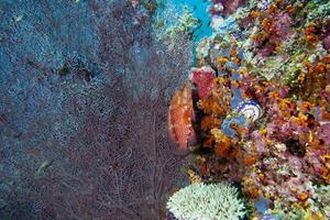 colorido paisaje submarino arrecife de raja ampat papua foto