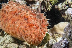 Red holothurian underwater photo