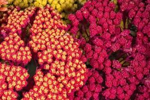 dried flower arrangement photo