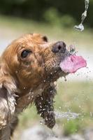 Dog puppy cocker spaniel drinking photo