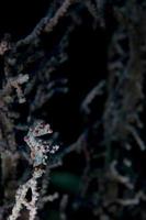 Bargibanti Pigmy Sea Horse the smallest in the world photo