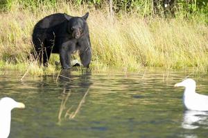 Black Bear in Alaska photo