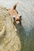 Perro feliz cocker spaniel inglés mientras corre hacia ti foto