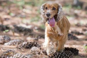 English puppy cocker spaniel running photo