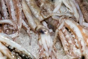 fresh squids at the market photo