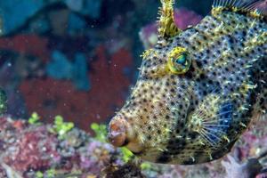 trigger fish underwater close up portrait photo