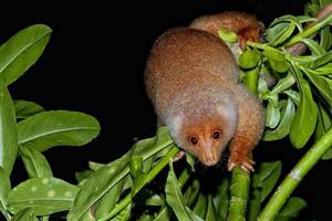 cuscus mono endémico de indonesia foto