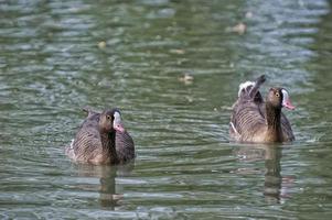 black and white goose on water photo