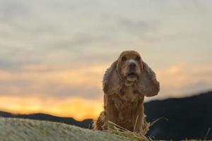 Cocker spaniel dog looking at you at sunset photo