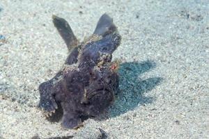 frog fish close up portrait on sand photo