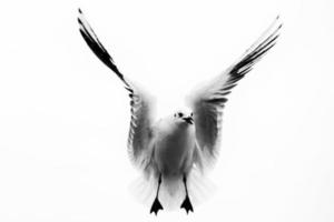 Seagull flying to you photo