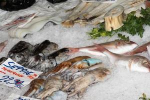 fresh cuttlefish at the market photo