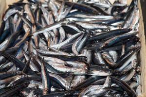 anchoas frescas pescado en el mercado foto