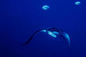 A manta in the deep blue ocean photo