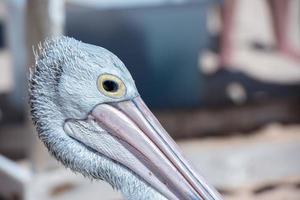 pelican portrait on the sandy beach photo