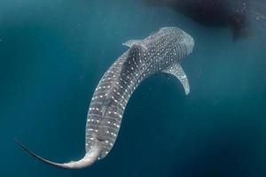 Whale Shark close up underwater portrait photo