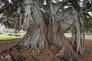 árbol gigante cerca de beverly hills foto