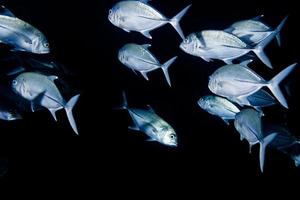 Giant trevally caranx fish photo