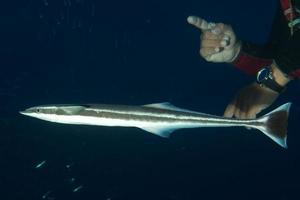 remora suckerfish on black background photo