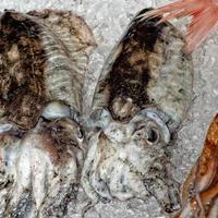 fresh cuttlefish at the market photo