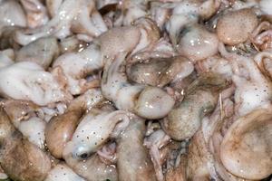 fresh baby octopus at the market photo