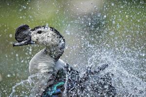 Wiild Duck while splashing on water photo