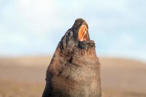 Male sea lion seal portrait on the beach photo