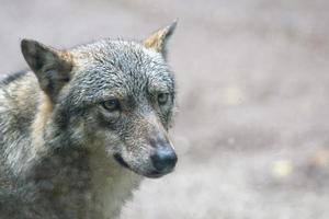 A wolf while photo