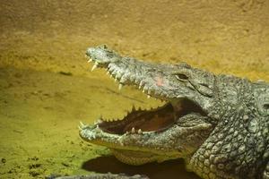 wide open crocodile mouth photo