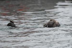 nutria marina nadando en prince william sound, alaska foto