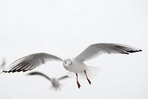 Seagull flying to you in the white background photo