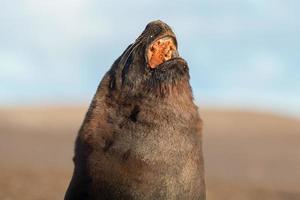 Male sea lion seal portrait on the beach photo