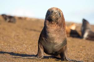 Male sea lion seal portrait on the beach photo