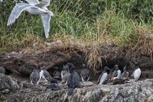 Gannet Birds hanging on a rock photo