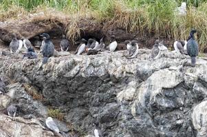 Gannet Birds hanging on a rock photo