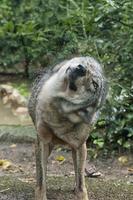 un lobo mientras extensión foto