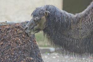 camel close up photo