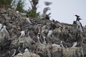 Gannet Birds hanging on a rock photo