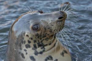 retrato de foca gris foto