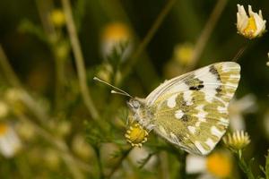 A green and white butterfly on daisy flower photo