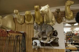 Alaskan Taxidermy shop photo