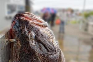 pesca del pez lobo del día foto