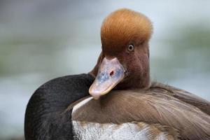 Isolated great crested grebe duck while looking at you photo